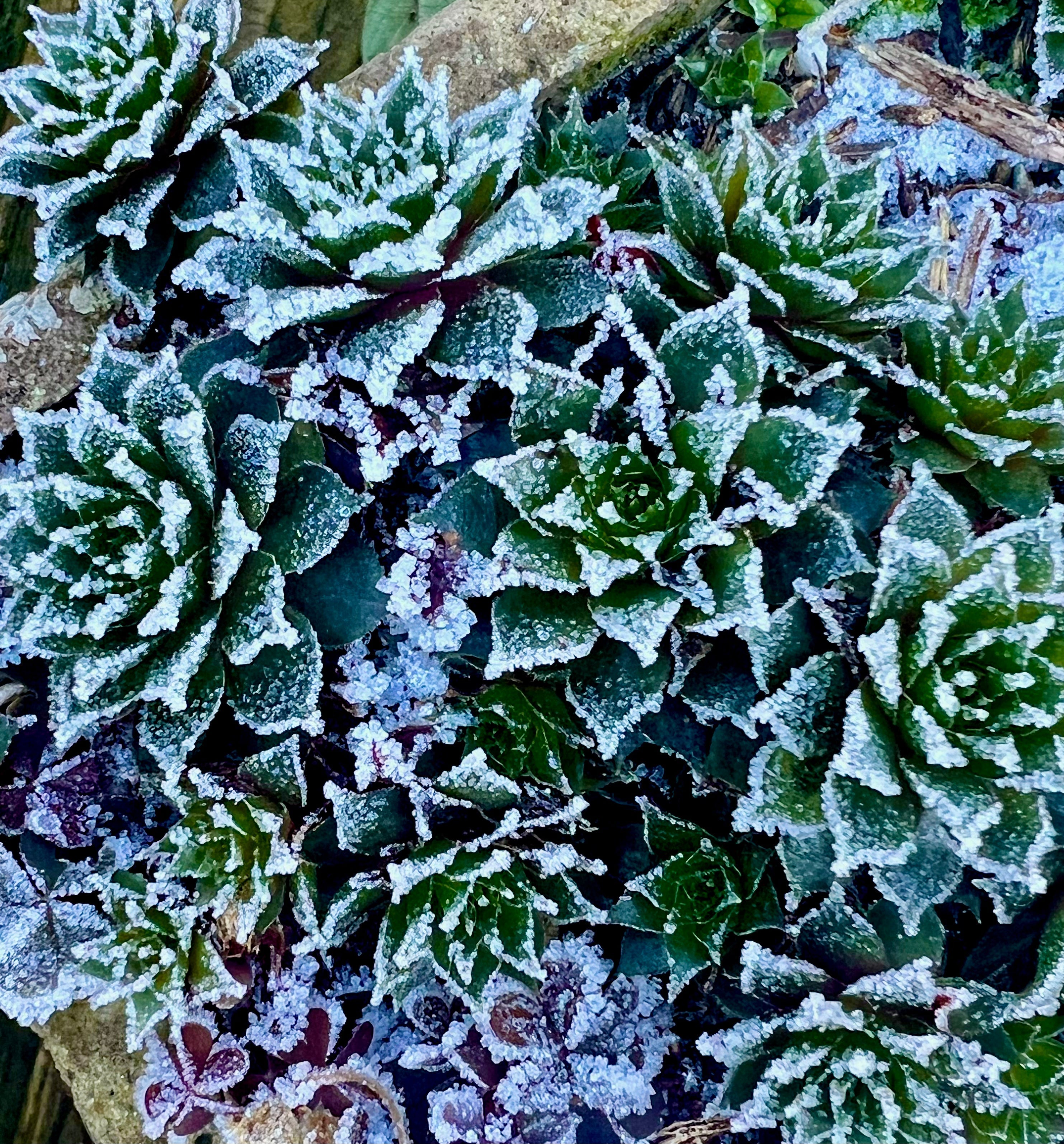 frosty stone crop plant.